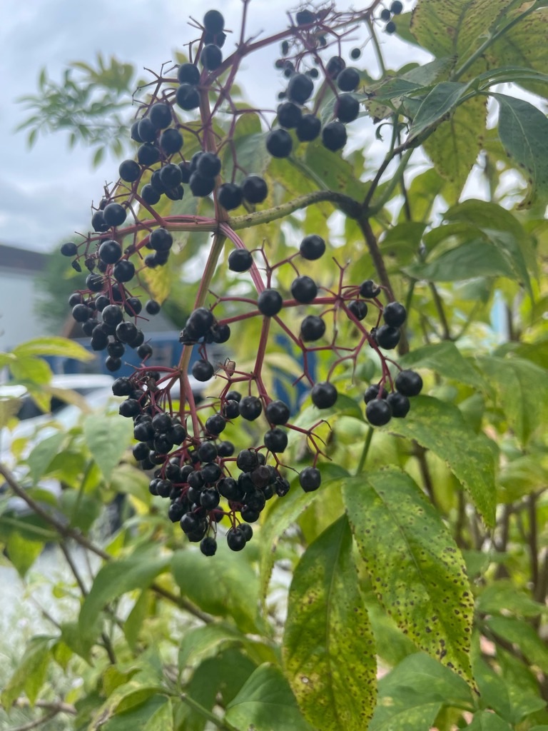 f:id:zappa38:20230914201500j:image