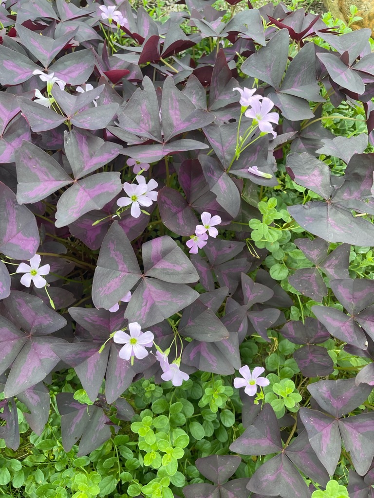 f:id:zappa38:20230914201506j:image