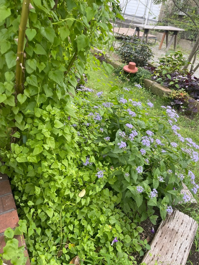 f:id:zappa38:20230914201510j:image