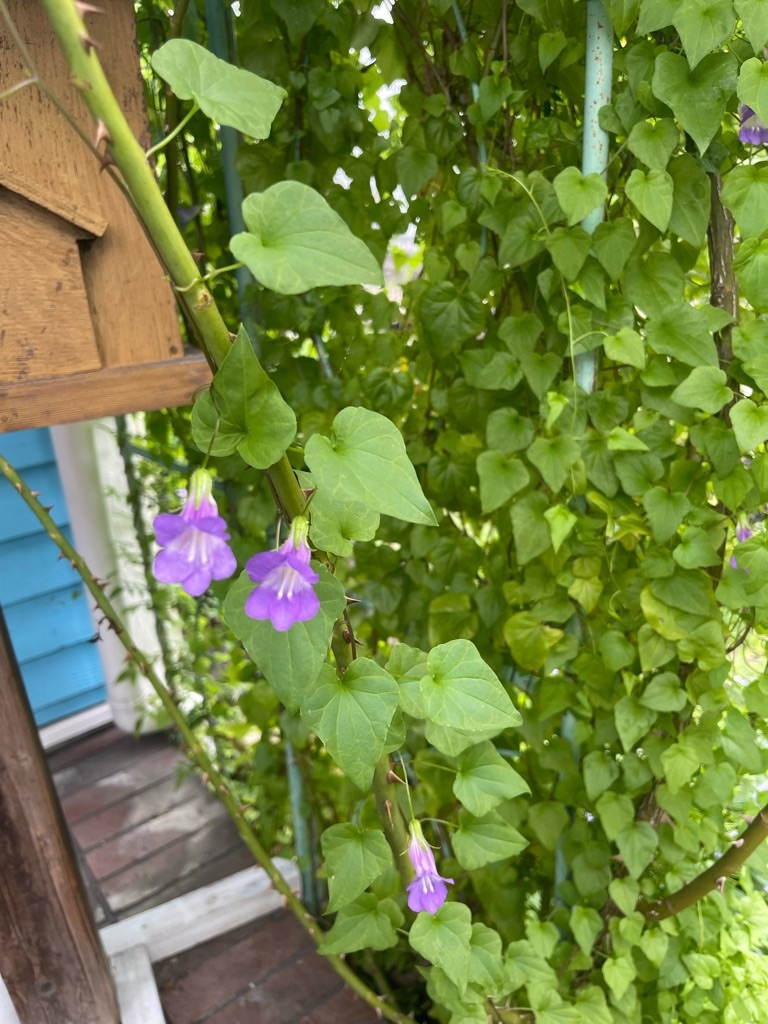 f:id:zappa38:20230914201516j:image