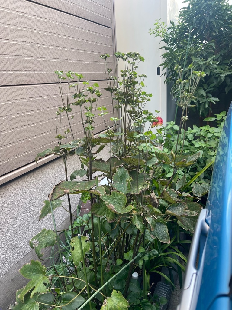 f:id:zappa38:20231004195236j:image f:id:zappa38:20231004195236j:image