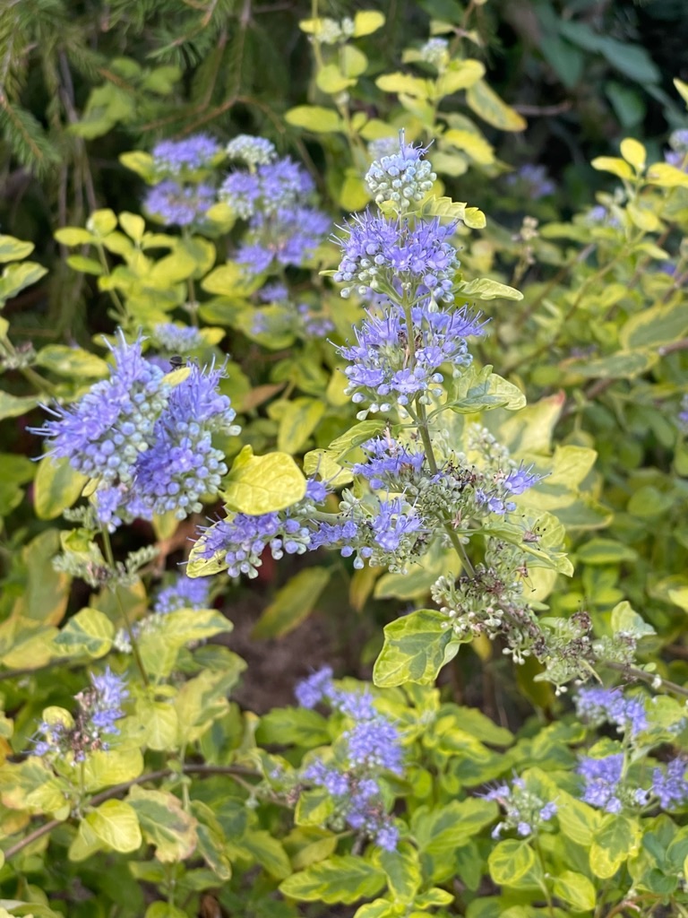 f:id:zappa38:20231005180343j:image f:id:zappa38:20231005180343j:image