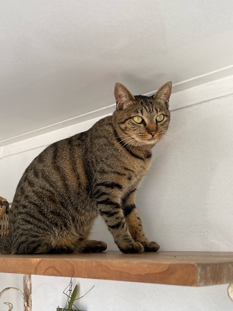 f:id:zappa38:20231019191931j:image