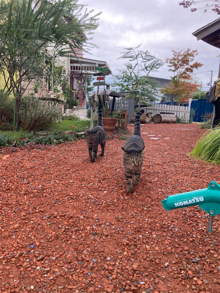 f:id:zappa38:20231020185046j:image