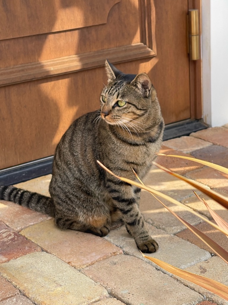 f:id:zappa38:20231024111607j:image