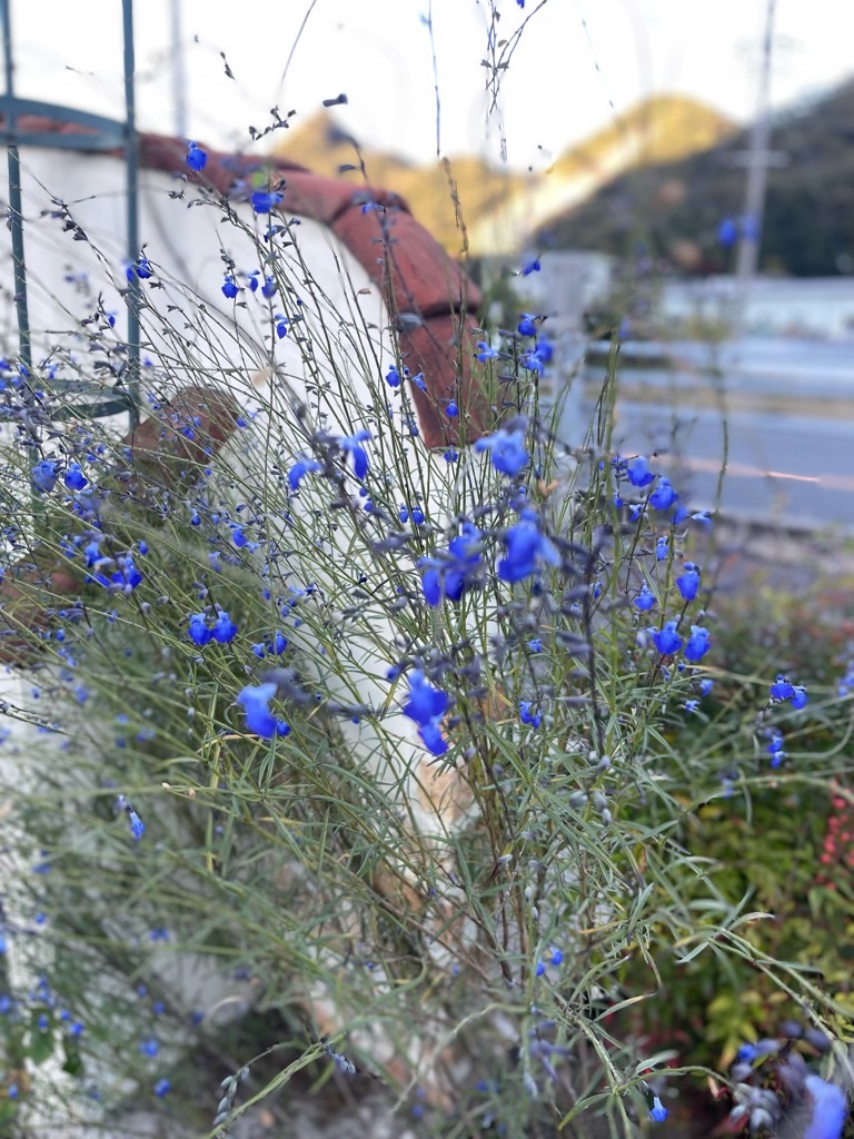 f:id:zappa38:20231029191314j:image f:id:zappa38:20231029191314j:image