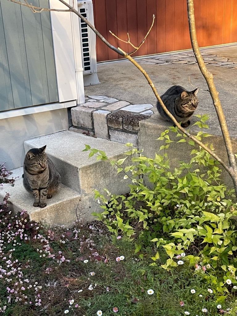 f:id:zappa38:20231128192633j:image