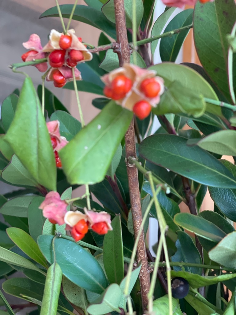 f:id:zappa38:20231128192640j:image