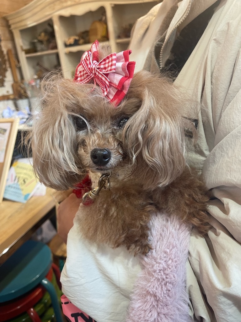 f:id:zappa38:20231202190502j:image