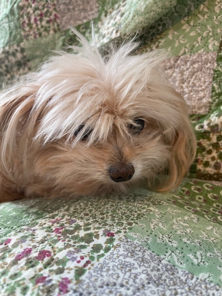 f:id:zappa38:20240106194736j:image