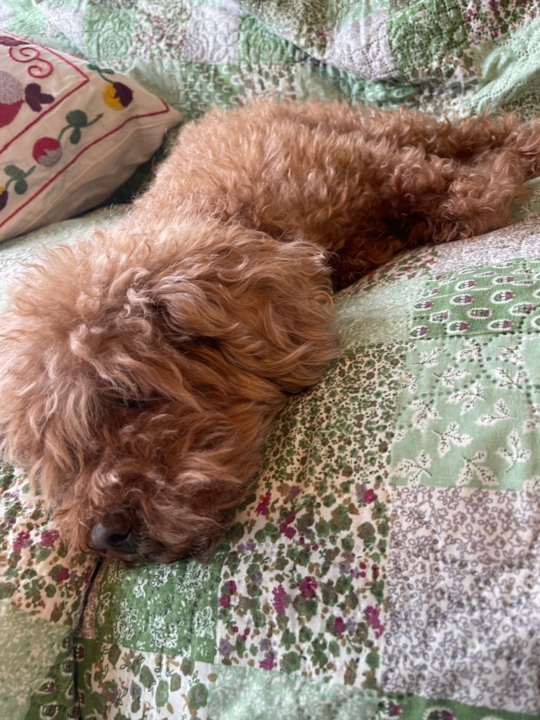 f:id:zappa38:20240106194832j:image