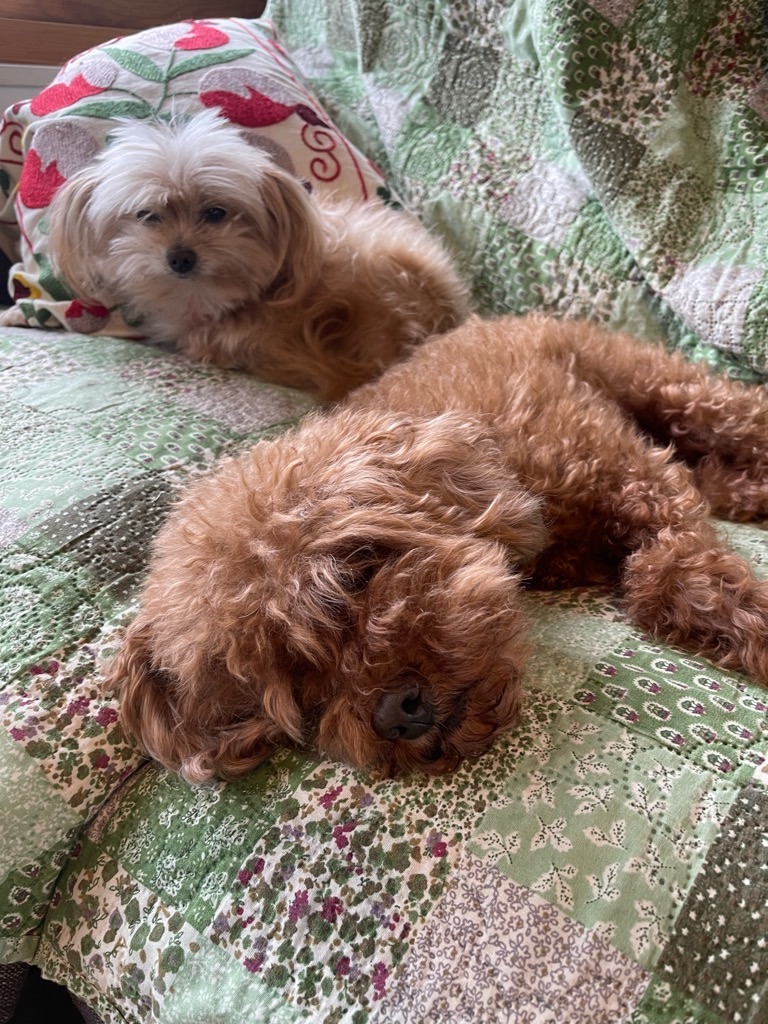 f:id:zappa38:20240106194933j:image