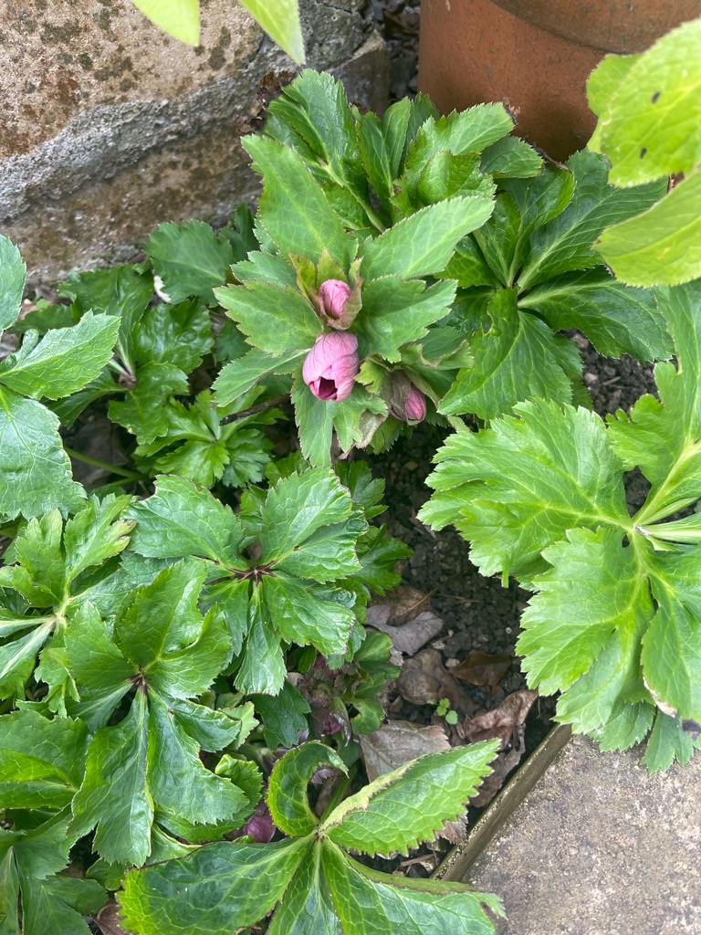 f:id:zappa38:20240126194748j:image