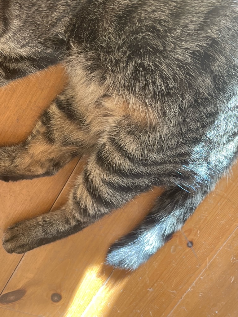 f:id:zappa38:20240126194754j:image