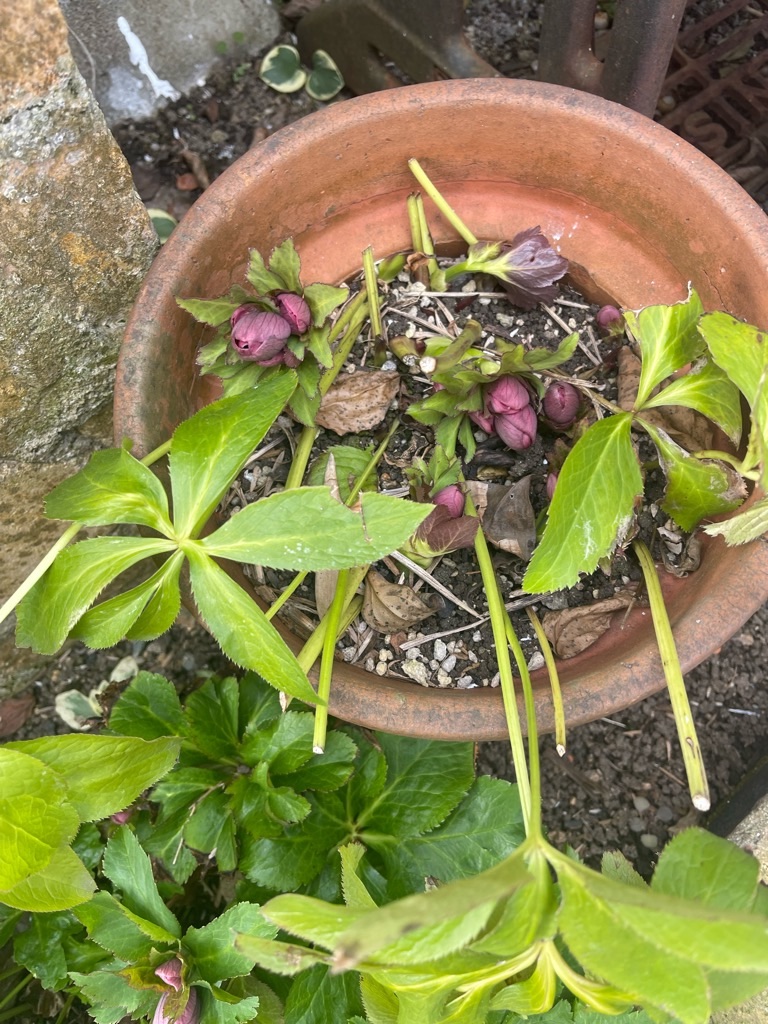 f:id:zappa38:20240126194801j:image