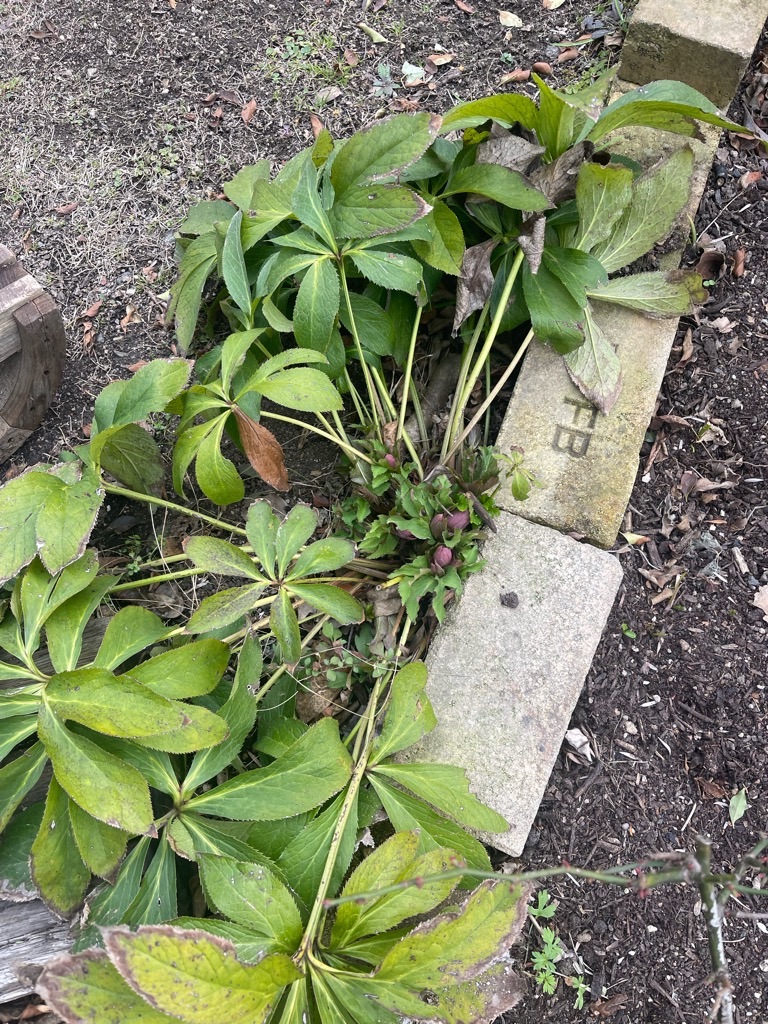 f:id:zappa38:20240126194815j:image