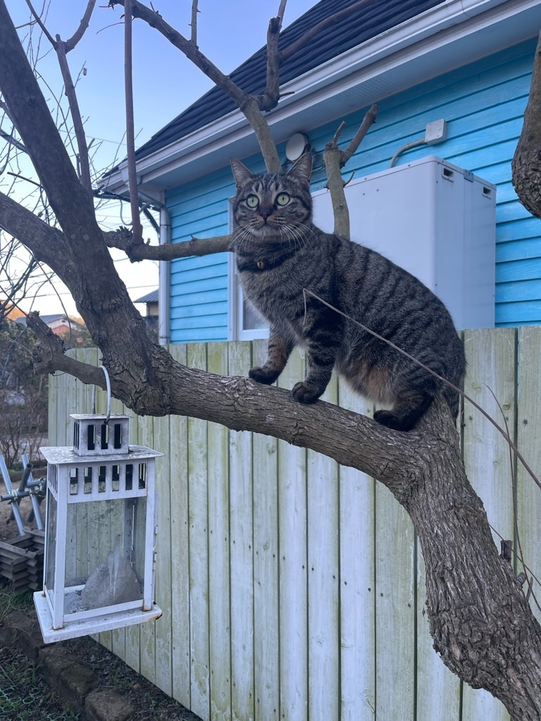 f:id:zappa38:20240217184315j:image