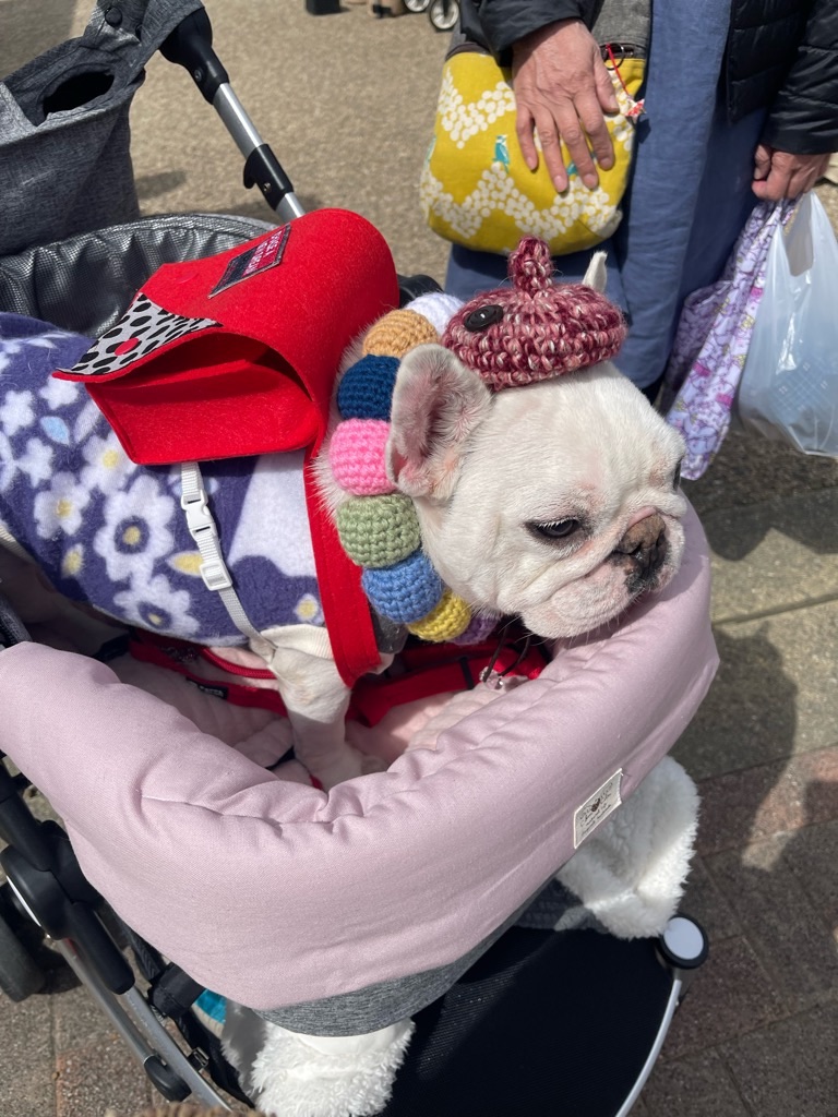 f:id:zappa38:20240310192059j:image