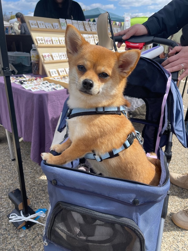 f:id:zappa38:20240310192149j:image