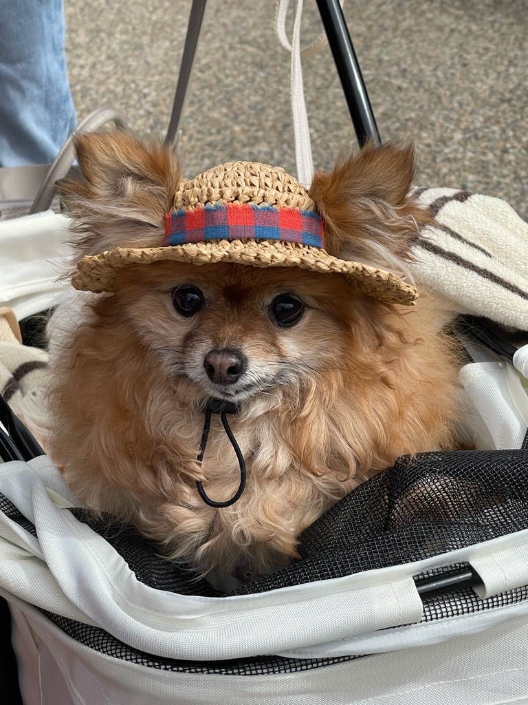 f:id:zappa38:20240310192152j:image