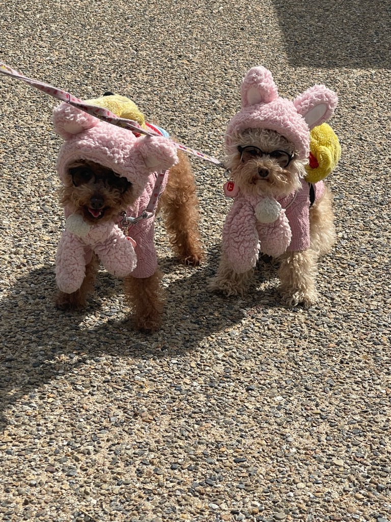 f:id:zappa38:20240310192215j:image