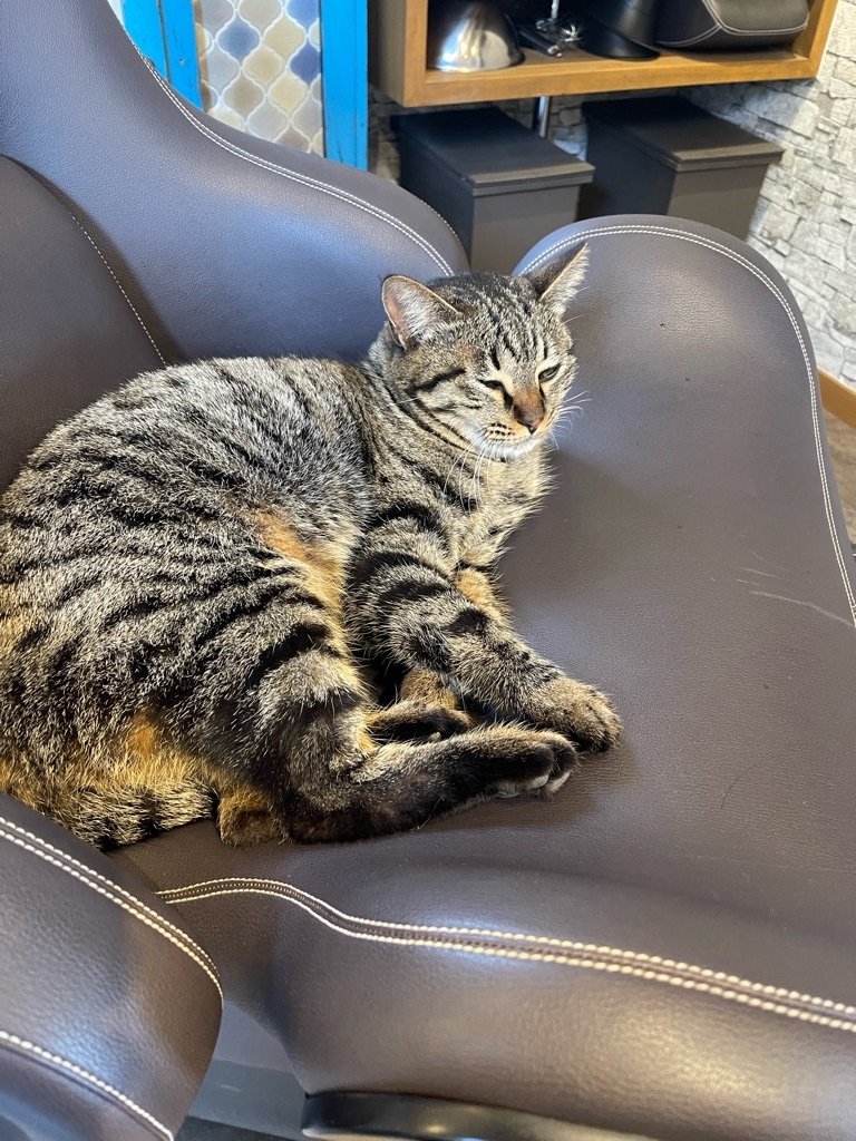 f:id:zappa38:20240312172504j:image