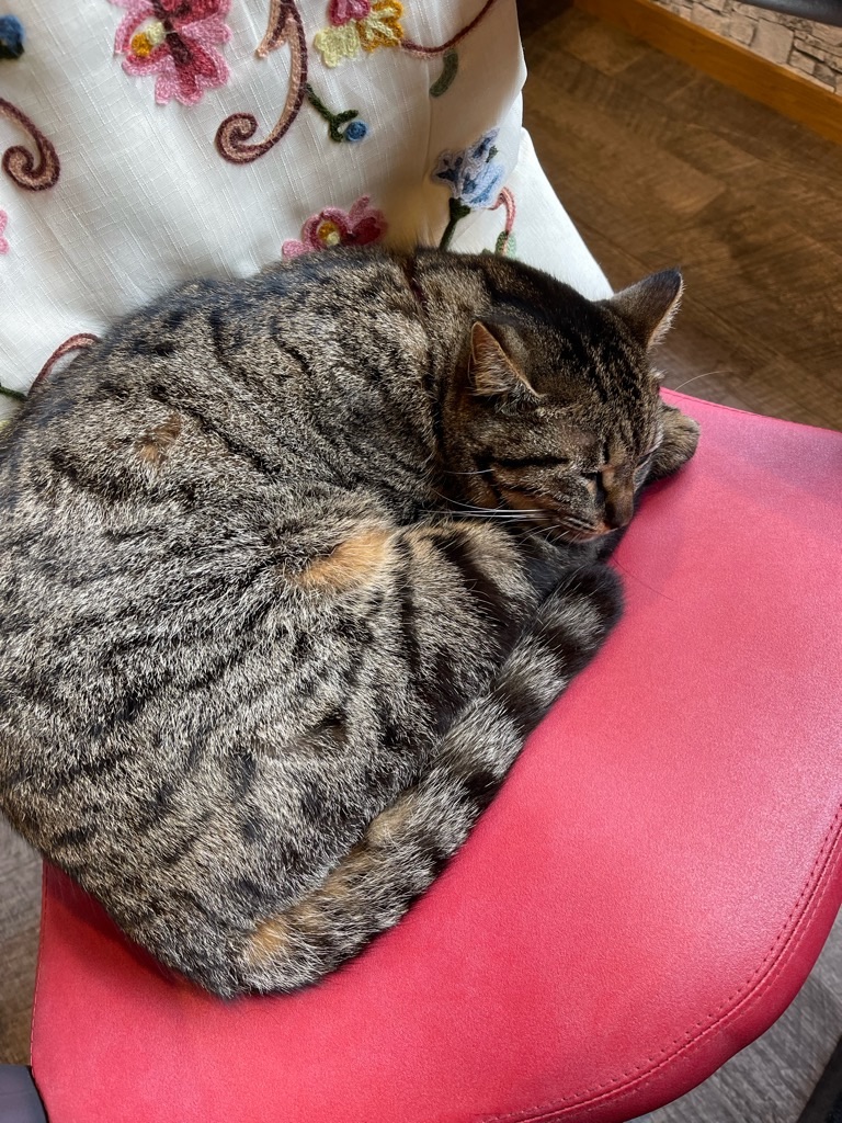 f:id:zappa38:20240312172506j:image