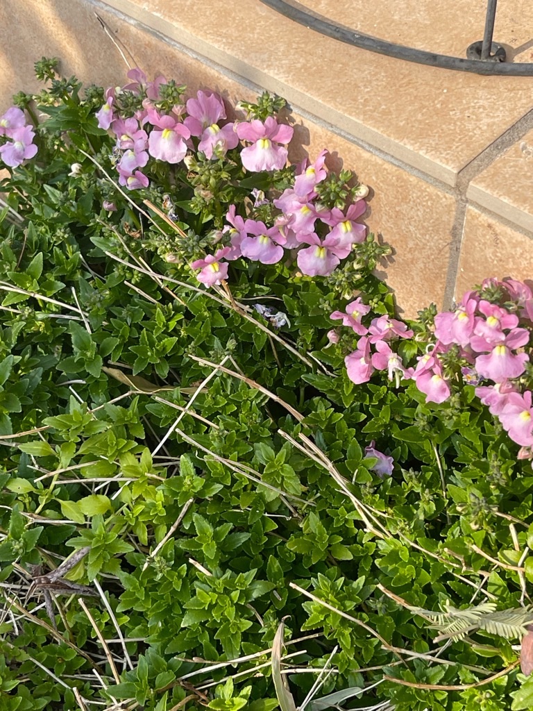 f:id:zappa38:20240314201014j:image f:id:zappa38:20240314201014j:image