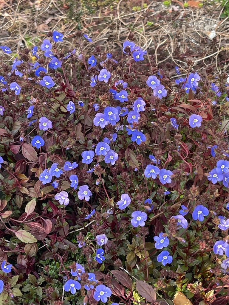 f:id:zappa38:20240314201106j:image f:id:zappa38:20240314201106j:image