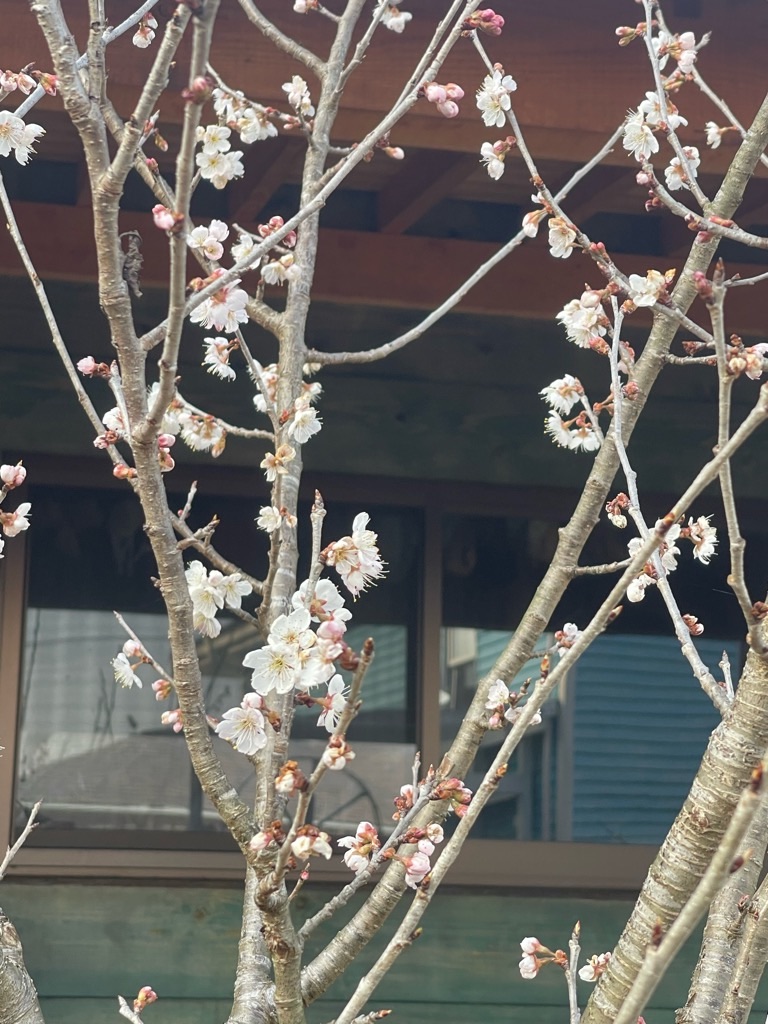 f:id:zappa38:20240316170023j:image f:id:zappa38:20240316170023j:image