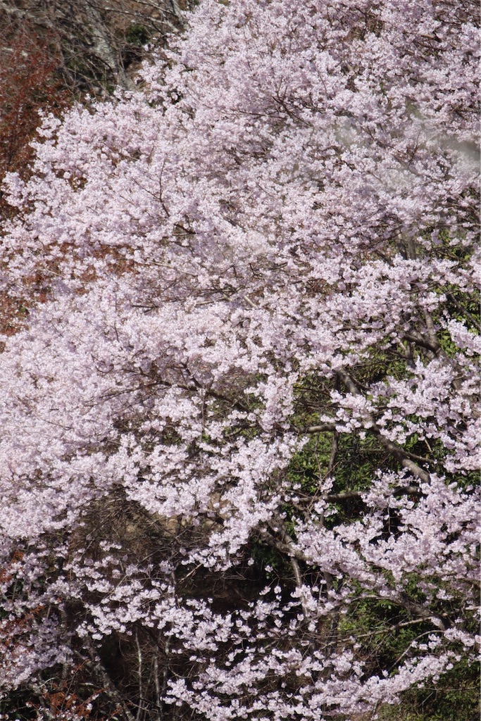 f:id:zaqq:20260822170355j:image