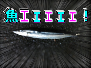 ざれん。ざれん丸。ZarenOberio. since2014. すちゃらかぁん。ブログ。ブログ記事。記事リンク。おすすめ。おすすめ記事。アイキャッチ。画像。レコメンド。Recommend. 2017年11月14日。2024年製。写真。手作り。自作。すごどいい話。魚。ギョ。さんま？