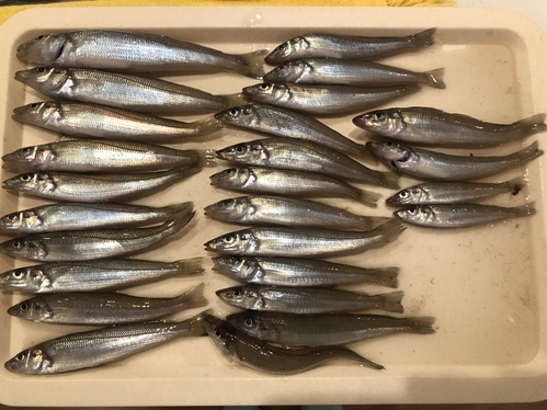 お魚。魚。ギョ。シロギス。千葉。釣り。海岸。ボード。ボート釣り。結果。26匹。