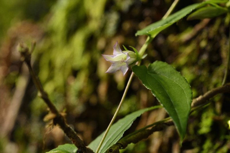 f:id:zaruarai:20140909143804j:image