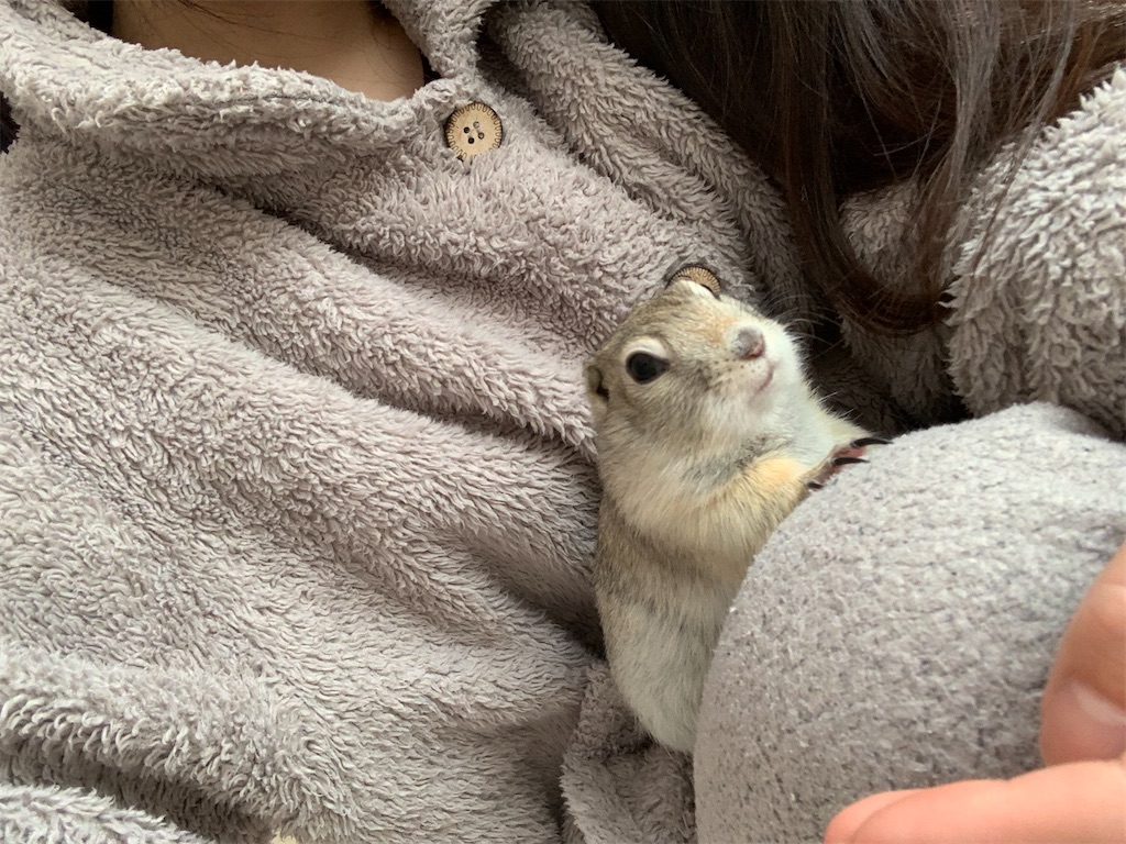 f:id:zashikiuwarashi:20250210235120j:image