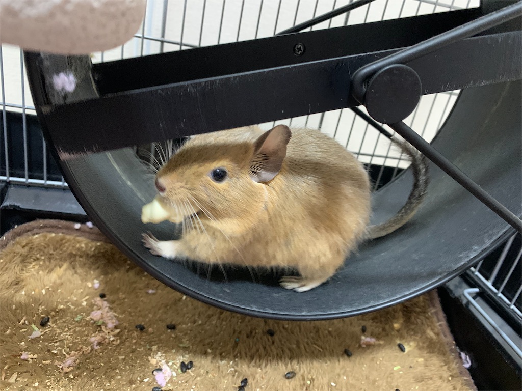 f:id:zashikiuwarashi:20250217231614j:image