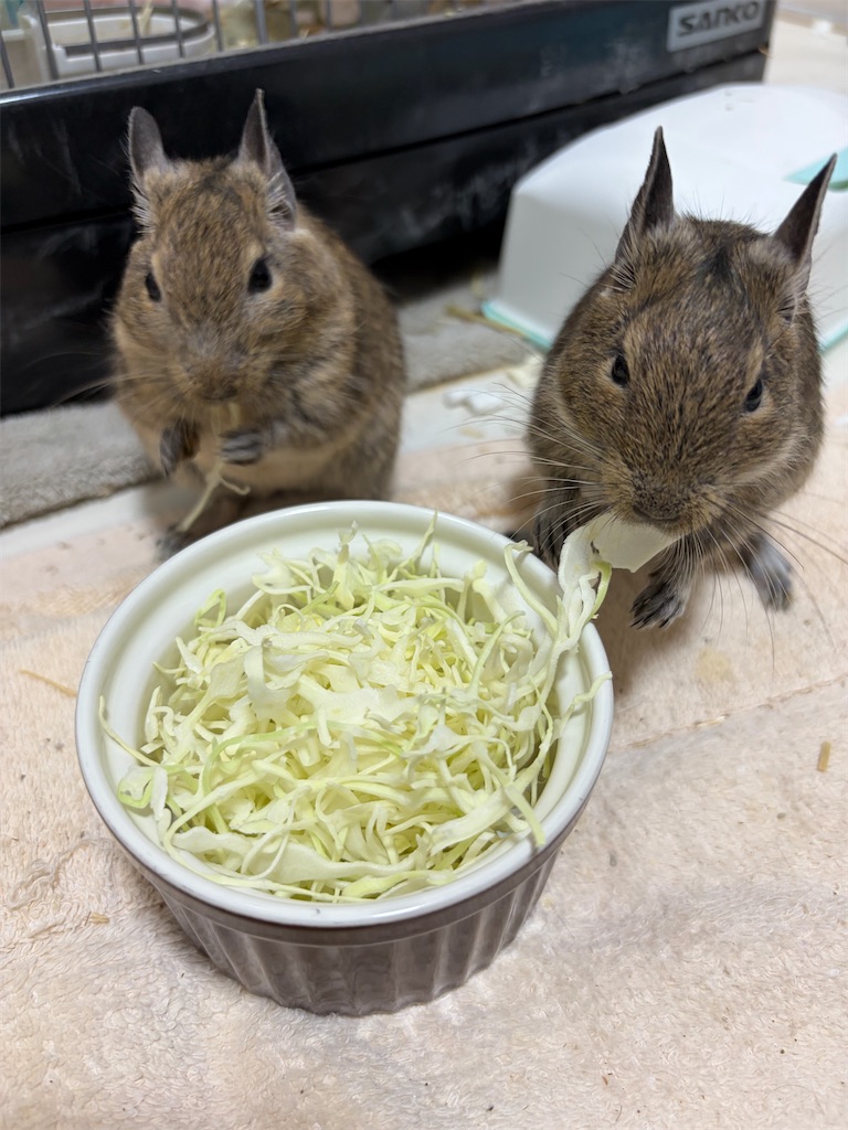 f:id:zashikiuwarashi:20260303001520j:image