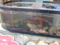 ika