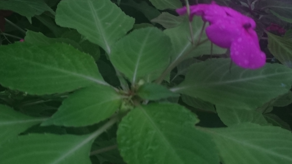 f:id:zassoubatake:20201219164812j:plain