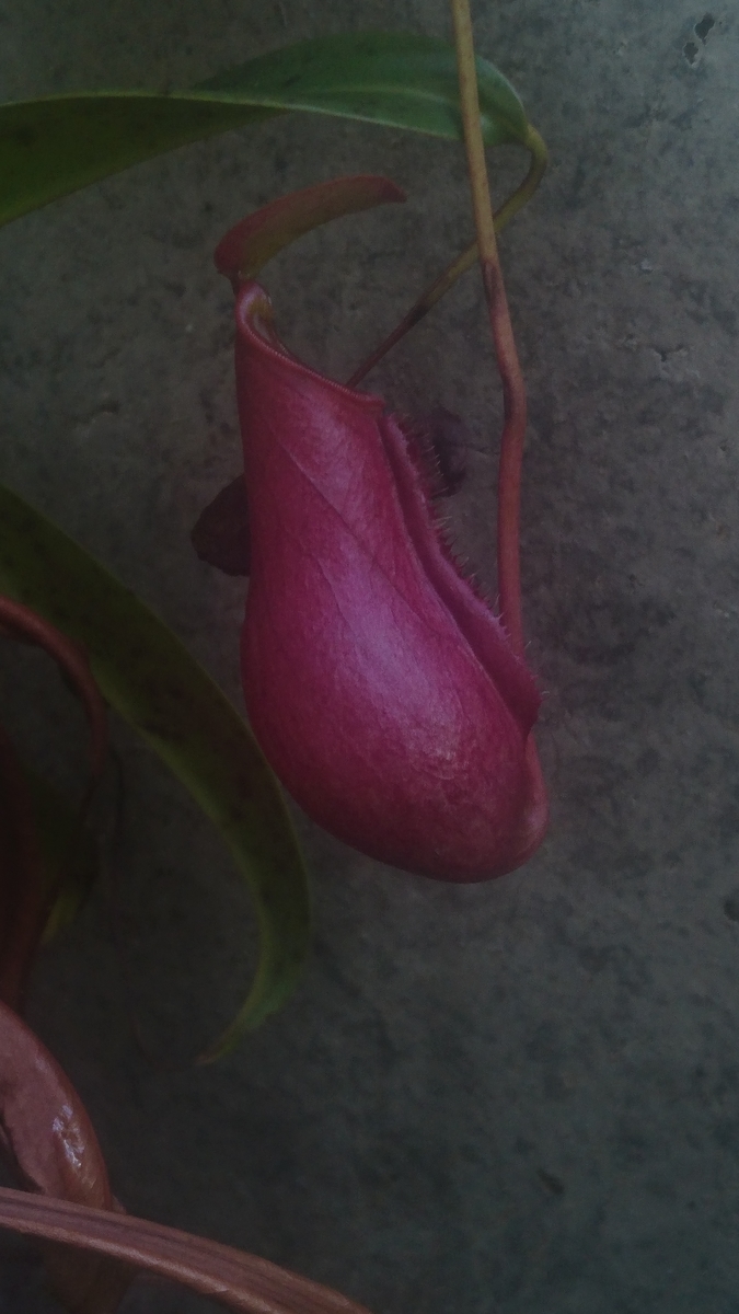 f:id:zassoubatake:20210110163853j:plain
