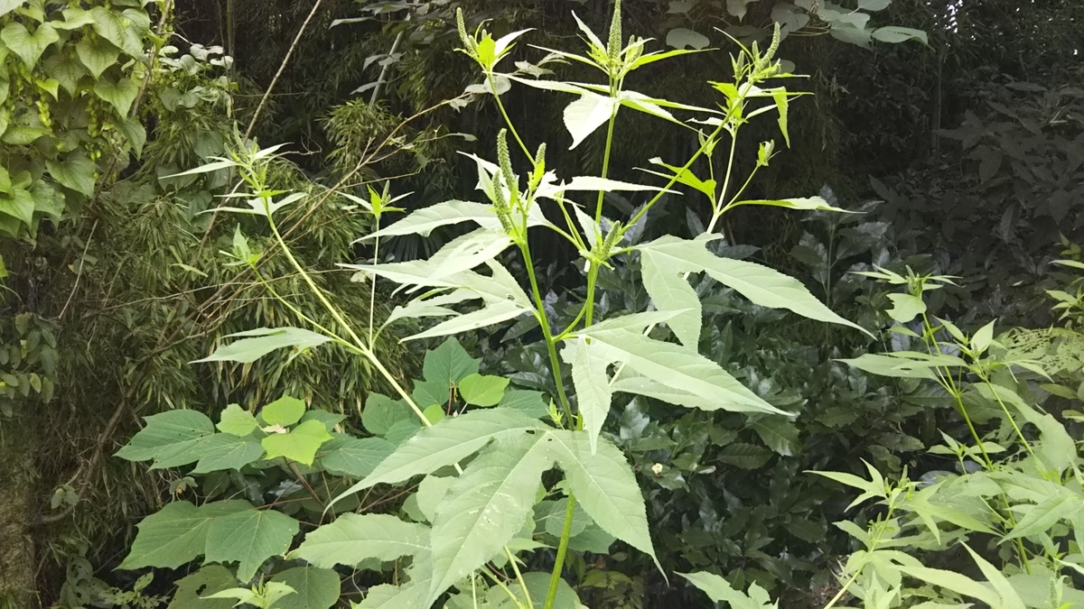 オオブタクサはブタクサより食べやすい 雑草生活 Weed