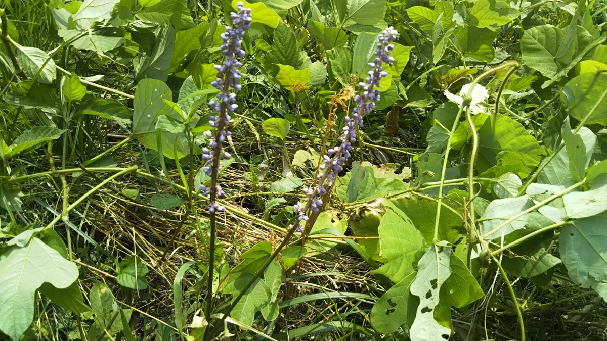 ヤブランはまったく噛めない 雑草生活 ~weed