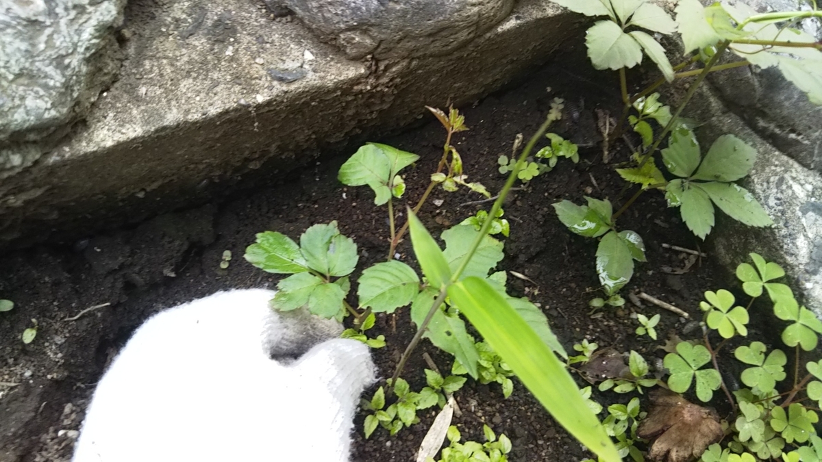 ヤブガラシは食べ物である 雑草生活 Weed