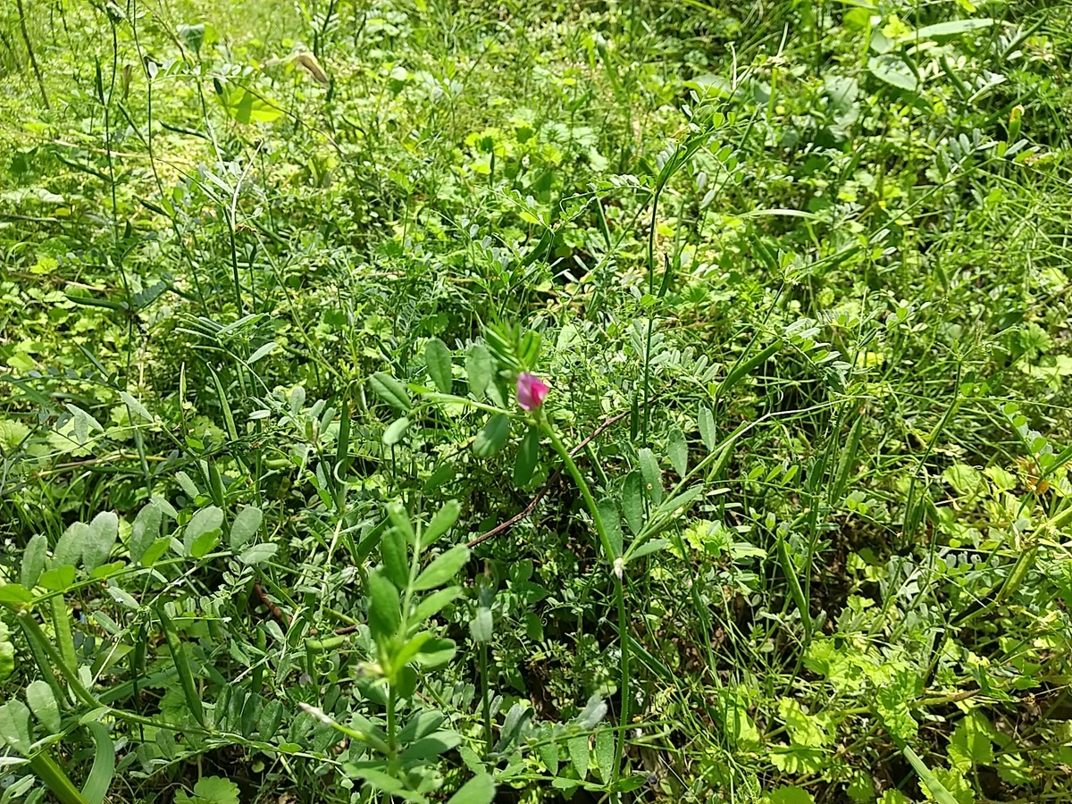 カラスノエンドウの豆はミニ枝豆だ 雑草生活 Weed