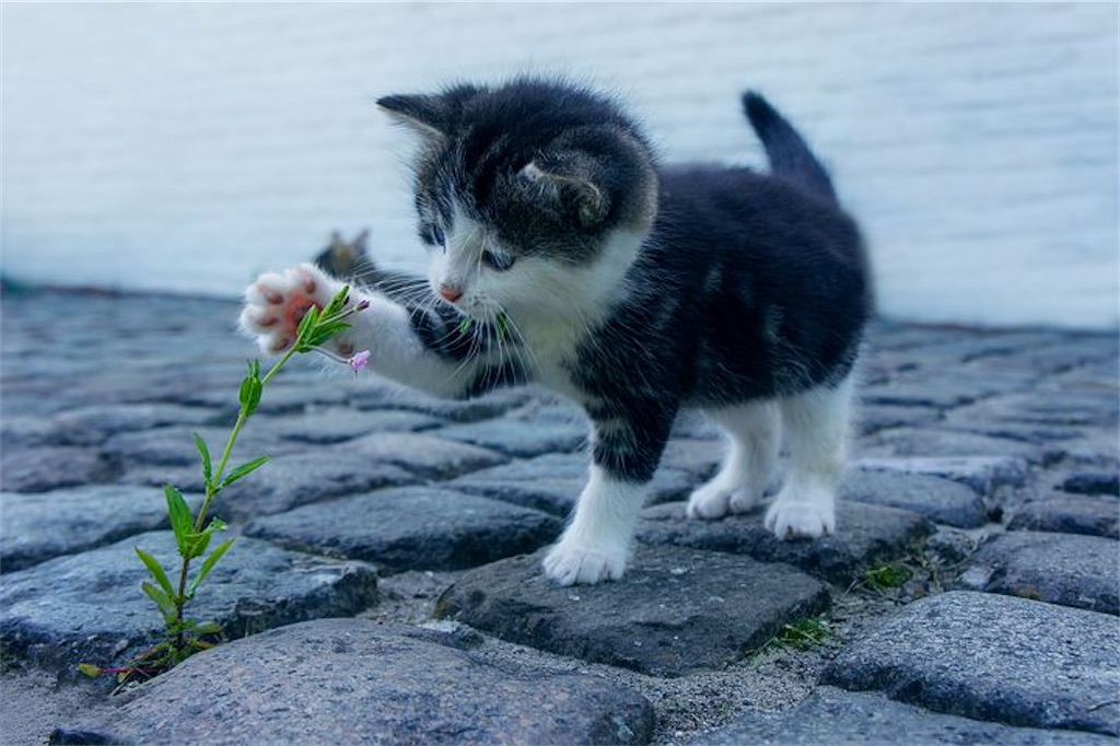 家の前にある水の入ったペットボトル 何のため 猫避け 効果は 日常の雑学 豆知識 疑問