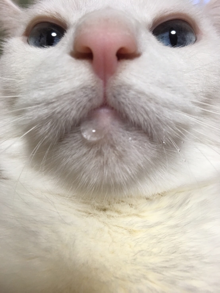 f:id:zattaburogu:20170610095053j:plain