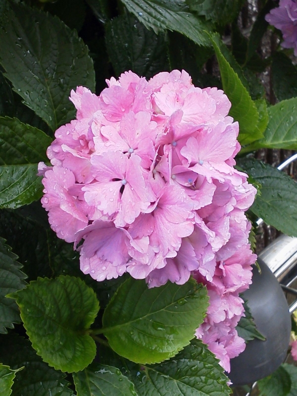 f:id:zawayo:20130614081620j:image:w180:right f:id:zawayo:20130614081620j:image:w180:right