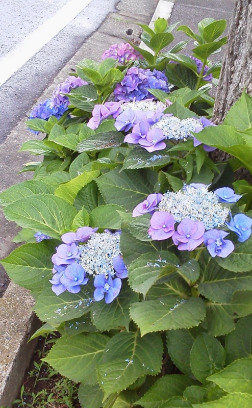f:id:zawayo:20130615110800j:image:w180:right f:id:zawayo:20130615110800j:image:w180:right