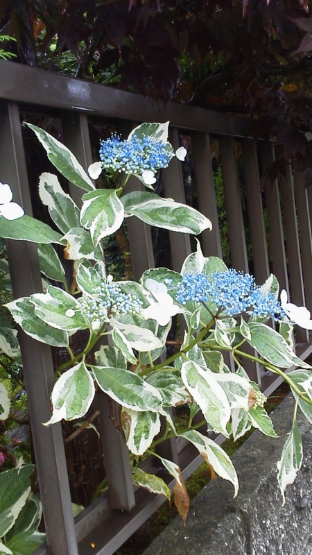 f:id:zawayo:20130616105500j:image:w180:left f:id:zawayo:20130616105500j:image:w180:left