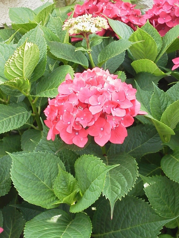 f:id:zawayo:20130617165047j:image:w180 f:id:zawayo:20130617165047j:image:w180